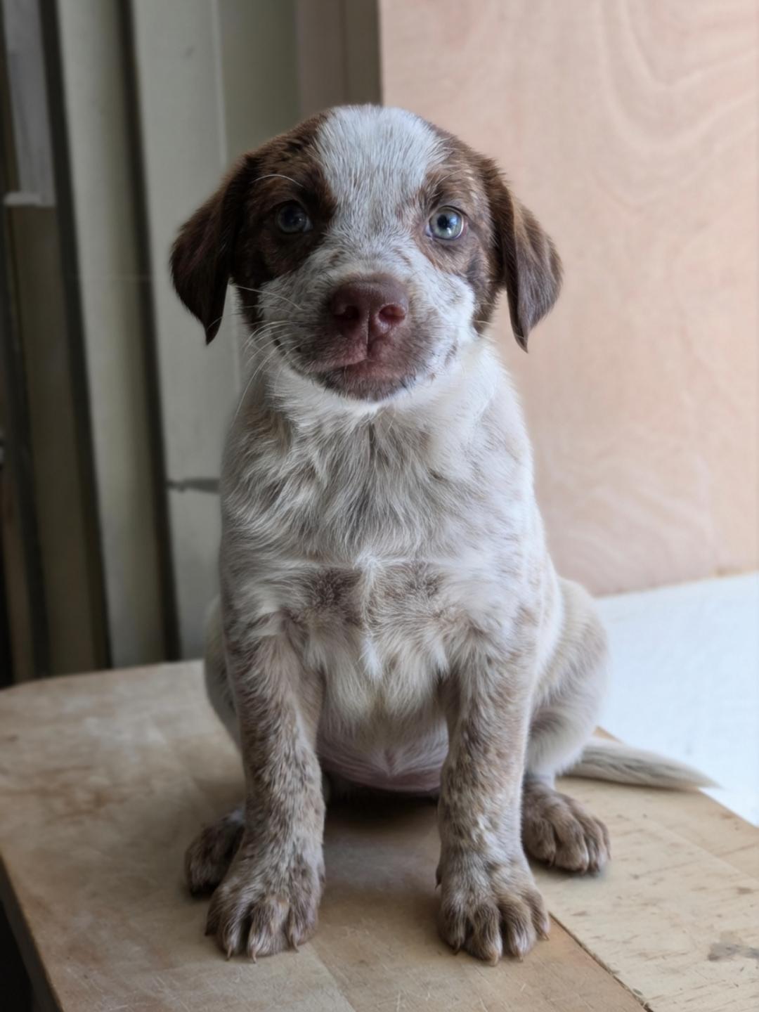 Mulan, Adoptable, Puppy Female German Shorthaired Pointer.