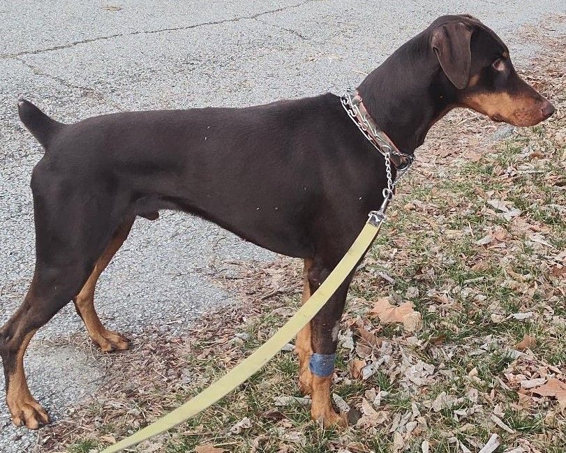 Duke, Adopted, Young Male Doberman Pinscher.