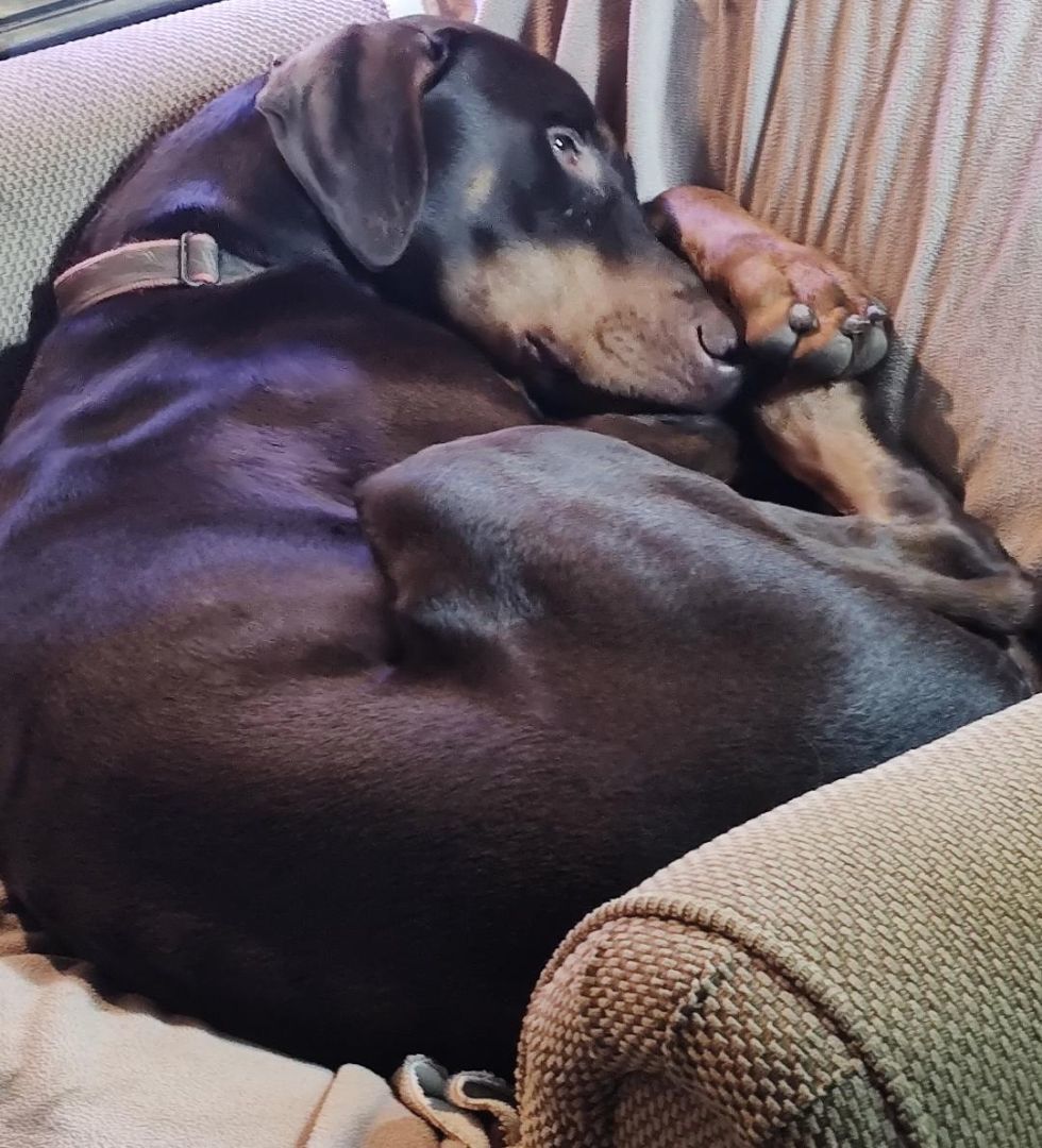 Enlarge Duke, a Adopted Doberman Pinscher in Aurora, IN image 2/4