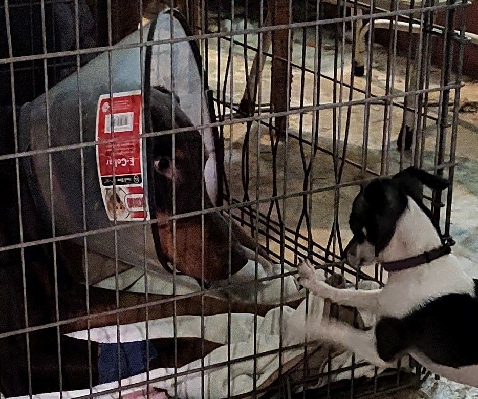 Enlarge Duke, a Adopted Doberman Pinscher in Aurora, IN image 3/4