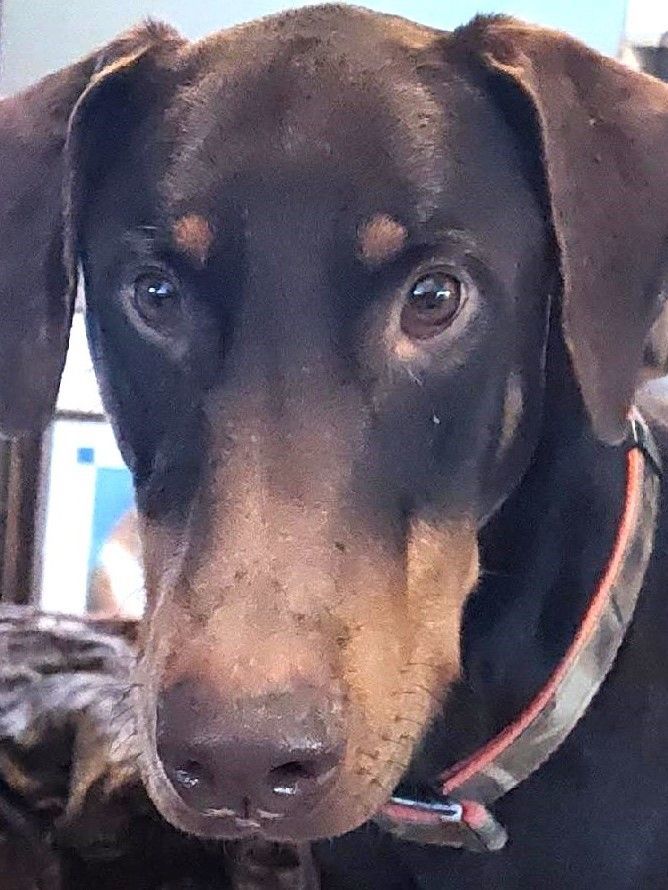 Enlarge Duke, a Adopted Doberman Pinscher in Aurora, IN image 4/4