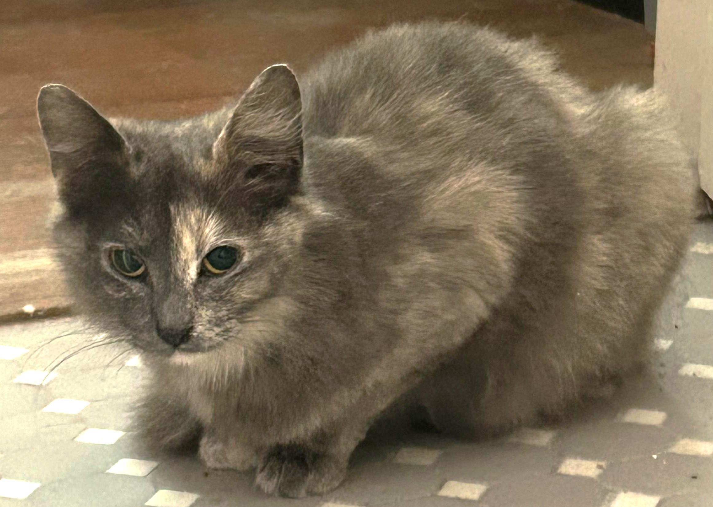 Enlarge Lovey, a ADOPTABLE Domestic Long Hair in Jamaica Plain, MA image 2/2