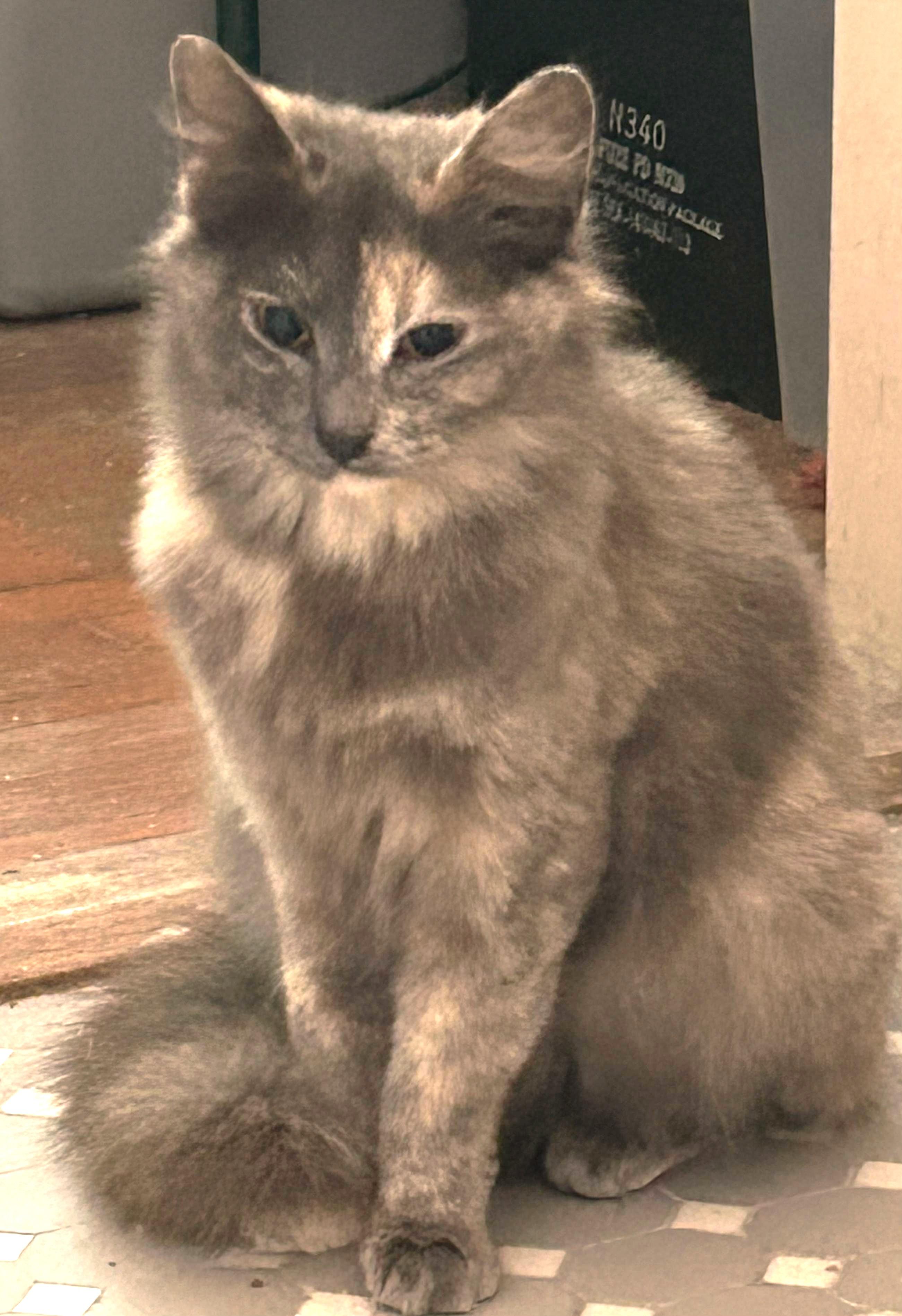 Enlarge Lovey, a ADOPTABLE Domestic Long Hair in Jamaica Plain, MA image 1/2