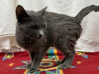 Enlarge Sloan, a Adoptable Domestic Short Hair in Boulder, CO image 1/2
