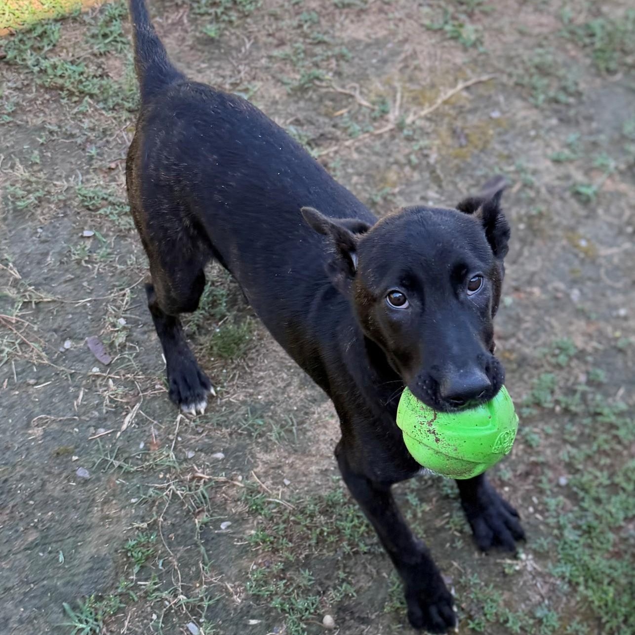 Tank, ADOPTABLE, Young Male Shepherd.
