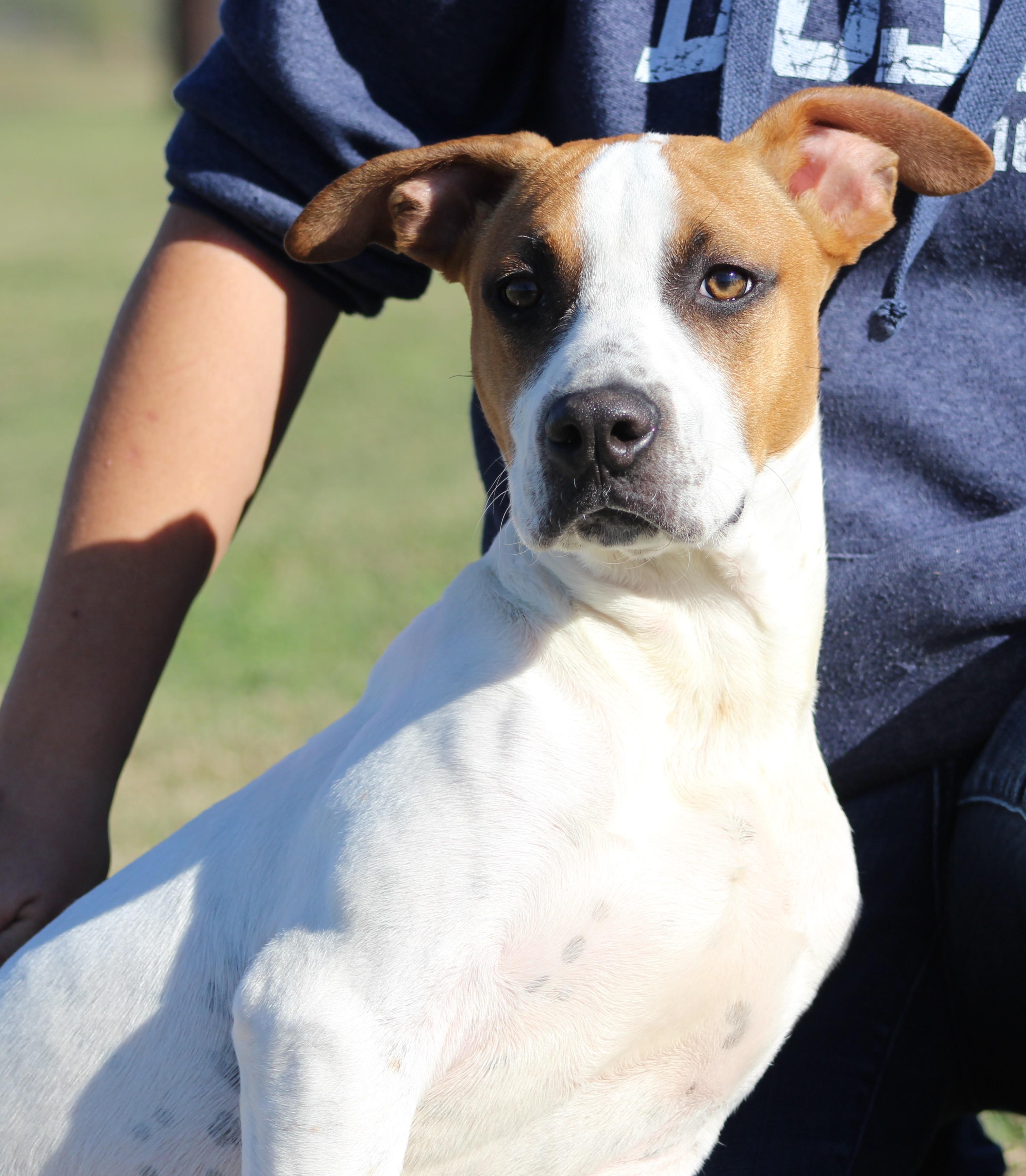 Ian, ADOPTABLE, Young Male Hound & Mixed Breed.