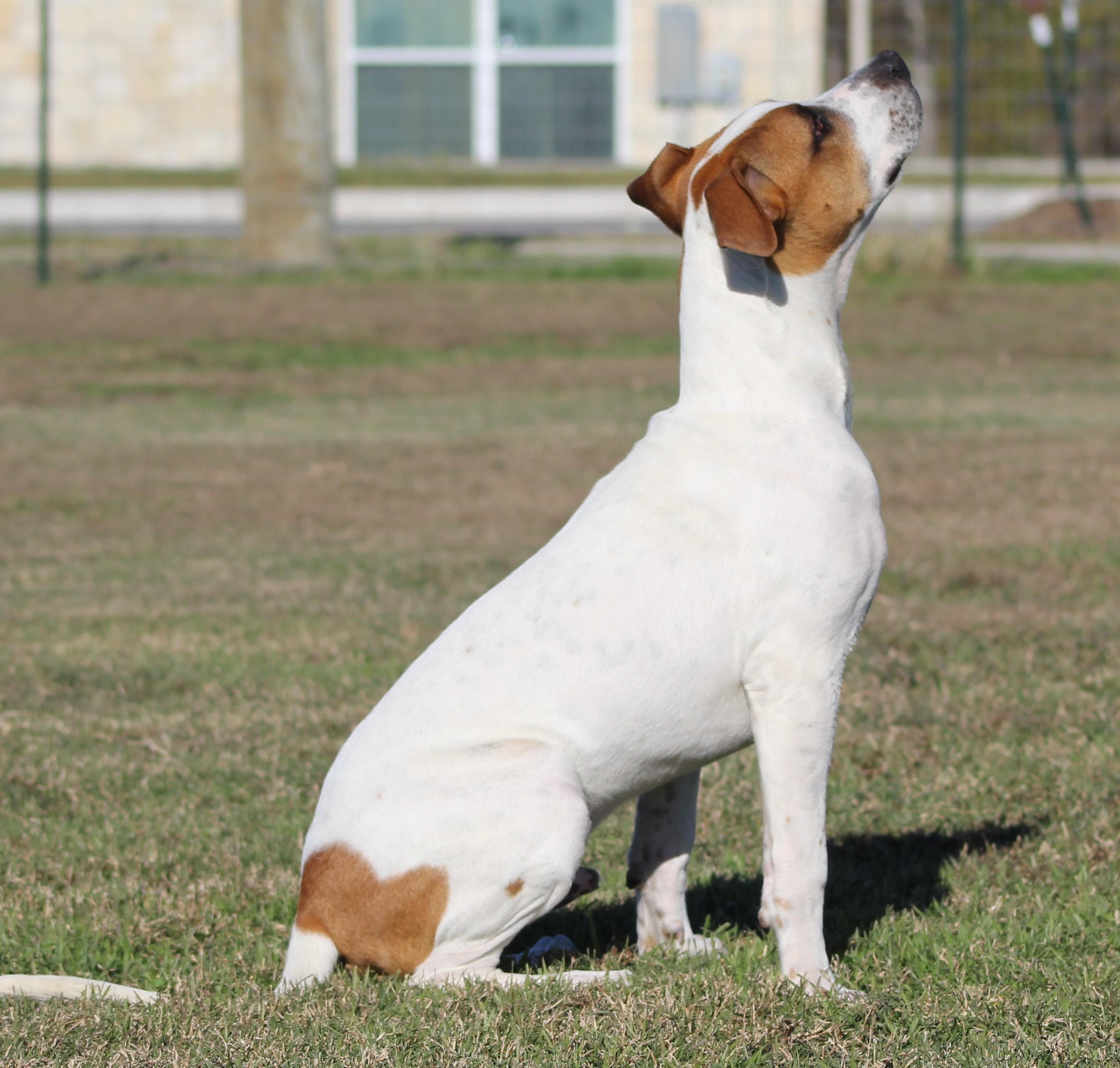 Enlarge Ian, a ADOPTABLE mixed breed in Temple, TX image 4/6