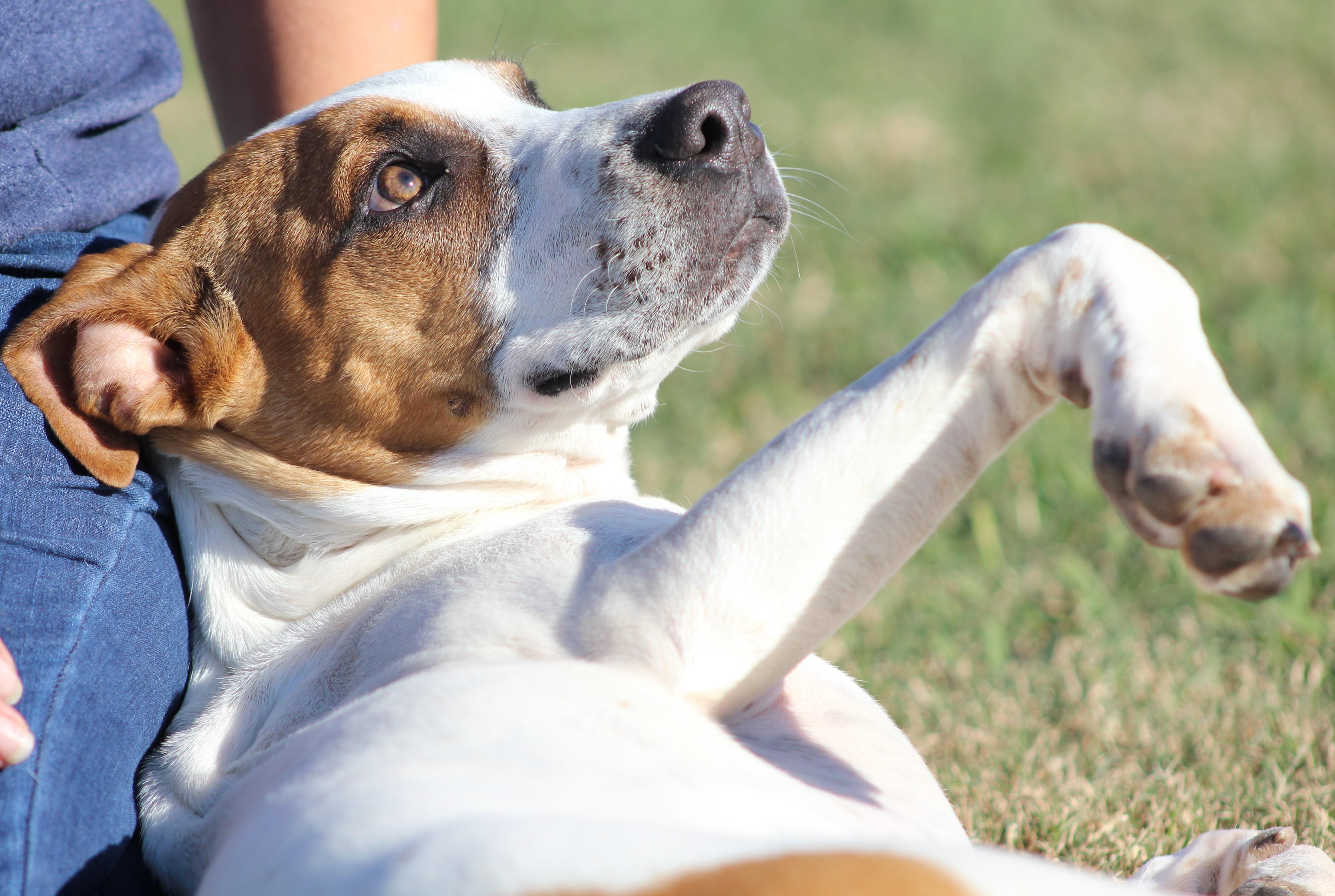 Enlarge Ian, a ADOPTABLE mixed breed in Temple, TX image 2/6