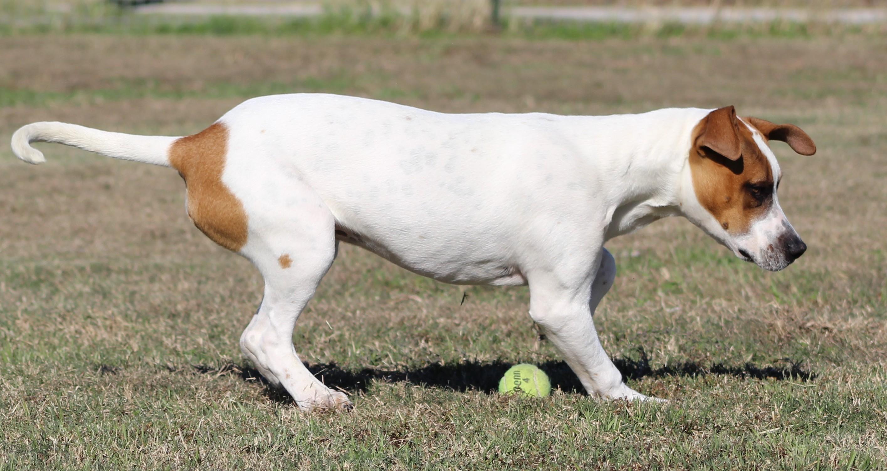 Enlarge Ian, a ADOPTABLE mixed breed in Temple, TX image 5/6