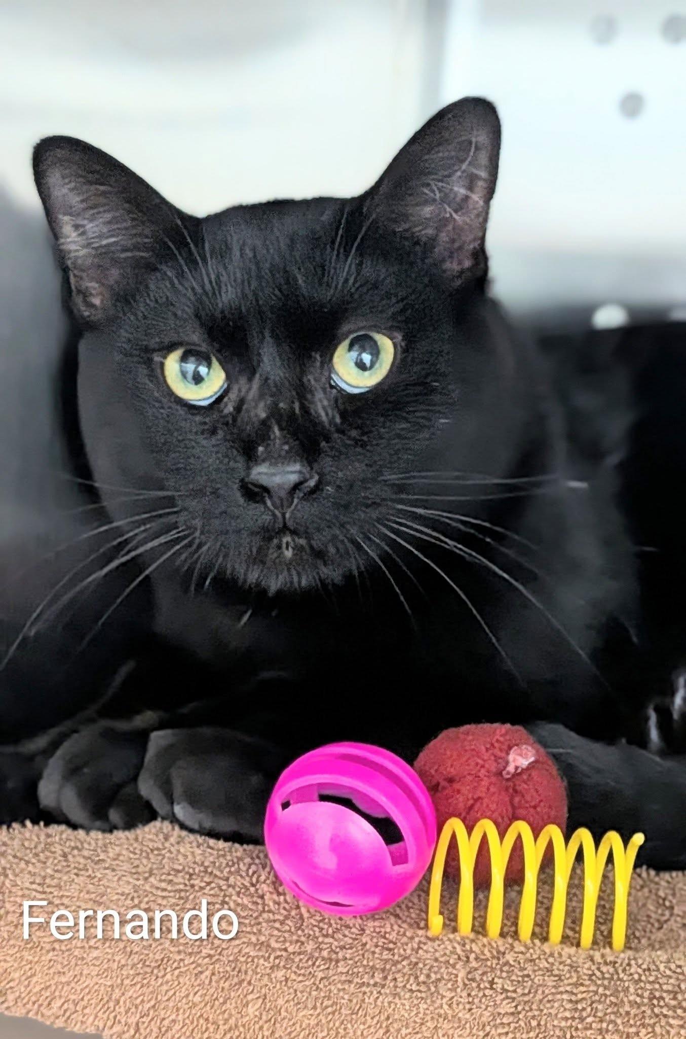 Fernando, adopted, Adult Male Domestic Short Hair.