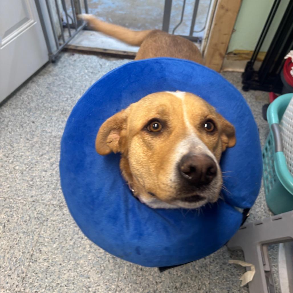 Penny, a Adoptable mixed breed in Greenville, PA image 1/6