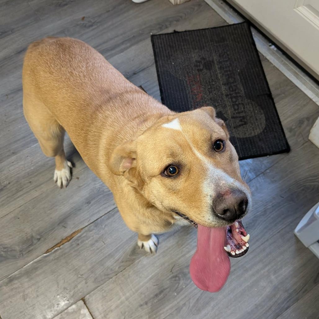 Penny, a Adoptable mixed breed in Greenville, PA image 5/6