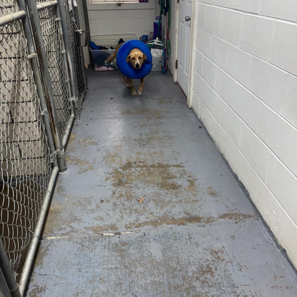 Penny, a Adoptable mixed breed in Greenville, PA image 6/6