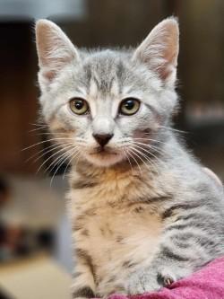 Piper, ADOPTABLE, Kitten Female Domestic Short Hair.
