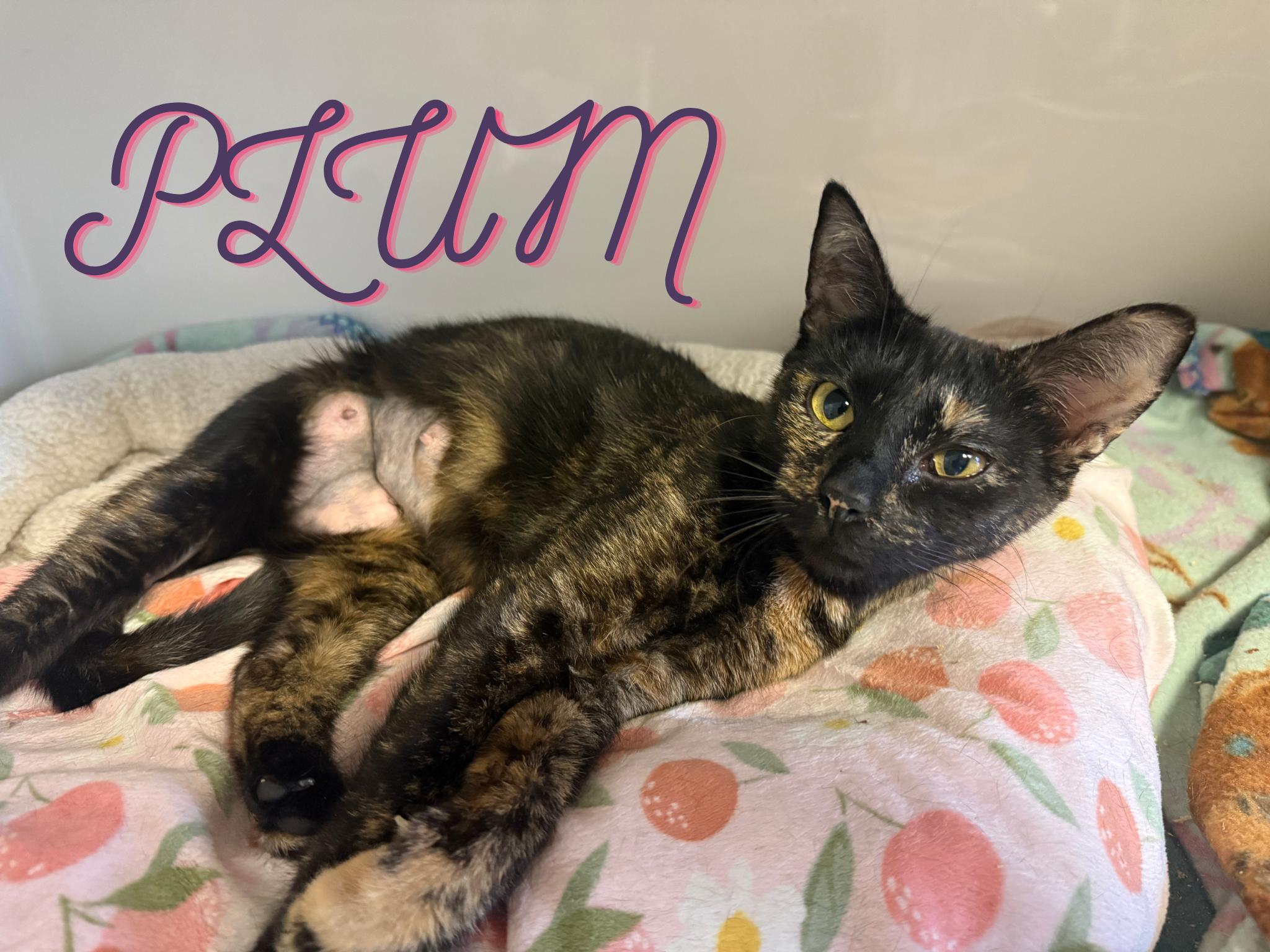 Enlarge Plum, an adopted Domestic Short Hair in Orleans, VT image 1/1