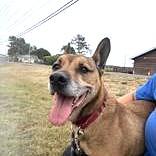Enlarge Rook, a Adoptable mixed breed in Long Beach, WA image 1/3
