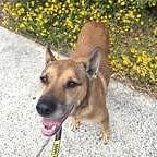 Enlarge Rook, a Adoptable mixed breed in Long Beach, WA image 3/3