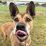 Enlarge Rook, a Adoptable mixed breed in Long Beach, WA image 2/3