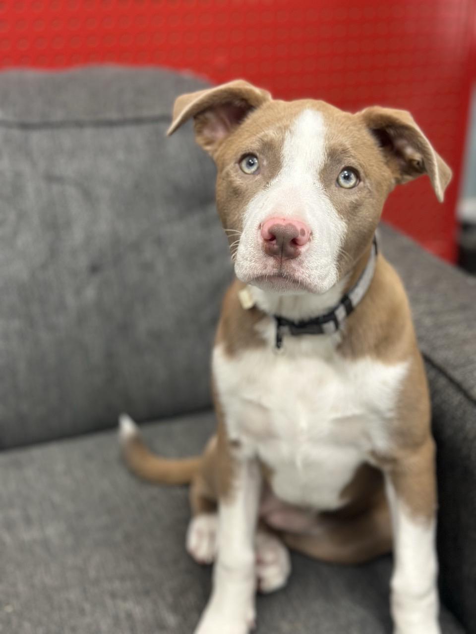 Chuleta, adopted, Young Female Pit Bull Terrier.