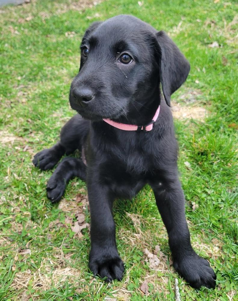 Frizzle, ADOPTABLE, Puppy Female Black Labrador Retriever & Airedale Terrier.