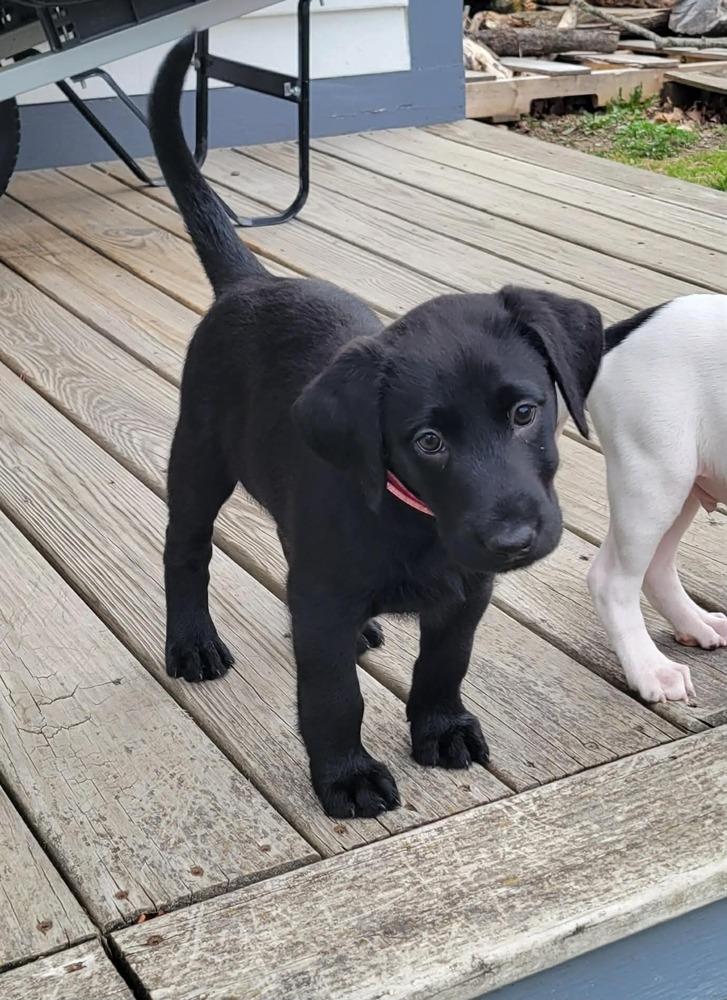 Enlarge Frizzle, a ADOPTABLE mixed breed in China Township, MI image 2/3