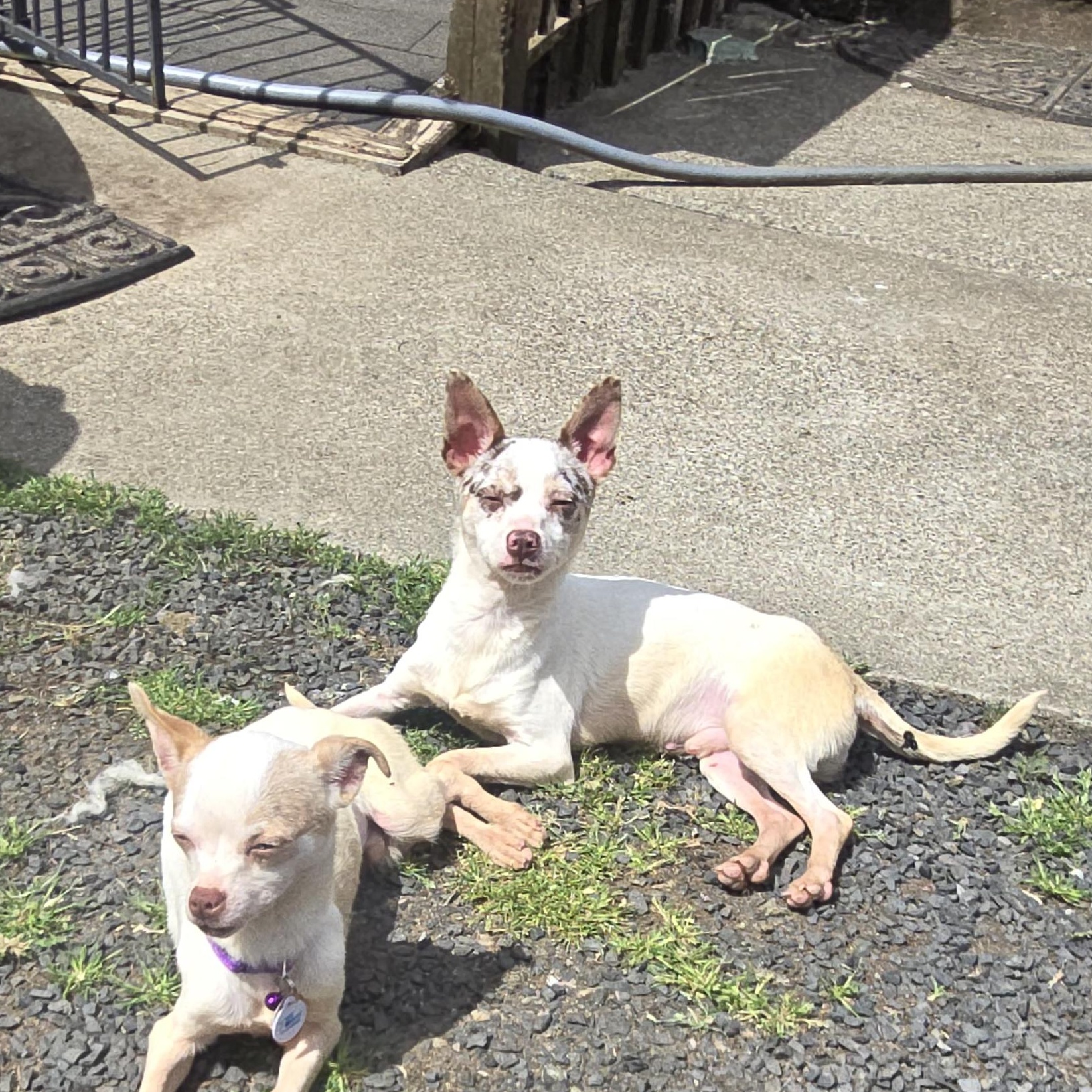 Prince, a ADOPTABLE Chihuahua in Winlock, WA image 2/2