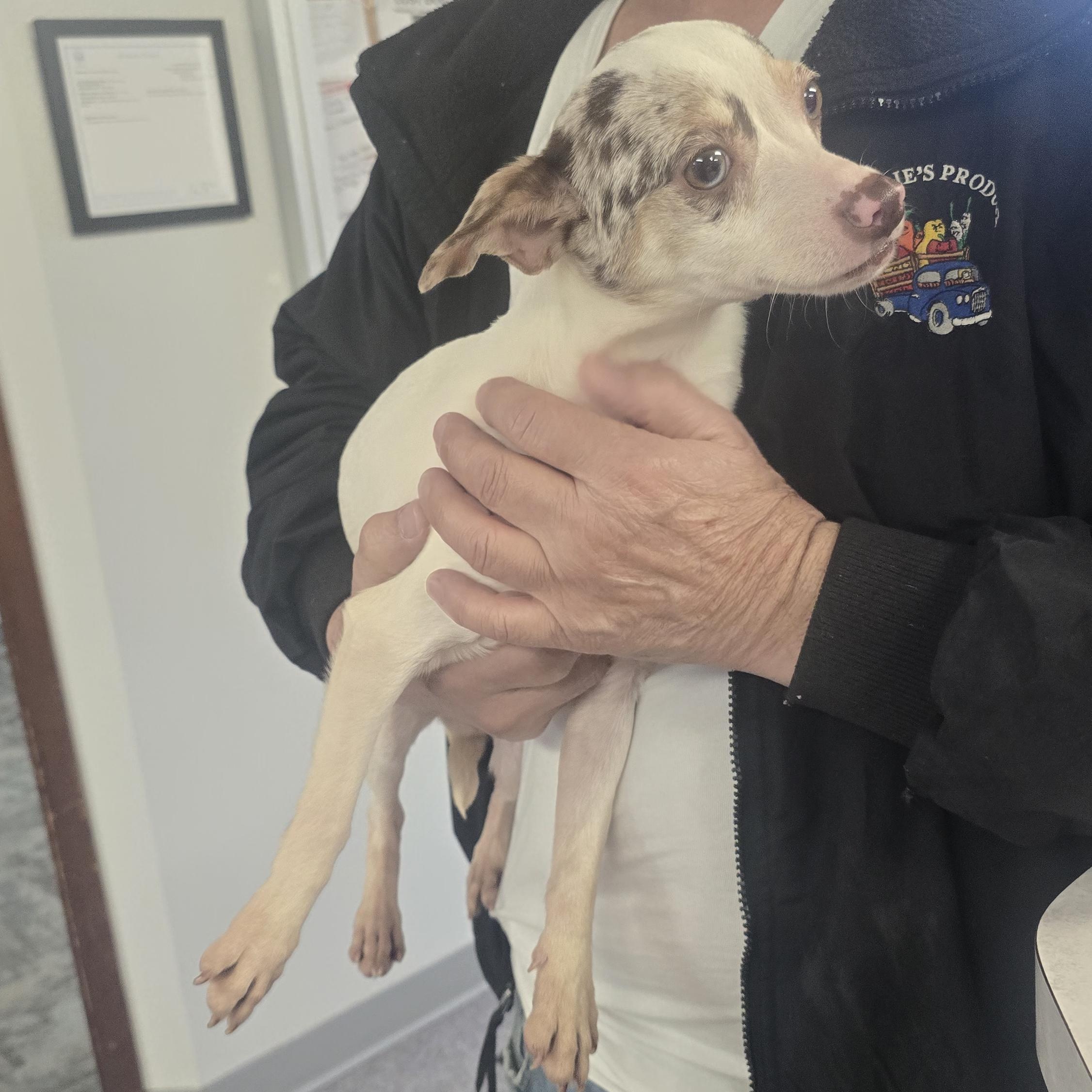 Enlarge King, a ADOPTABLE Chihuahua in Winlock, WA image 1/1