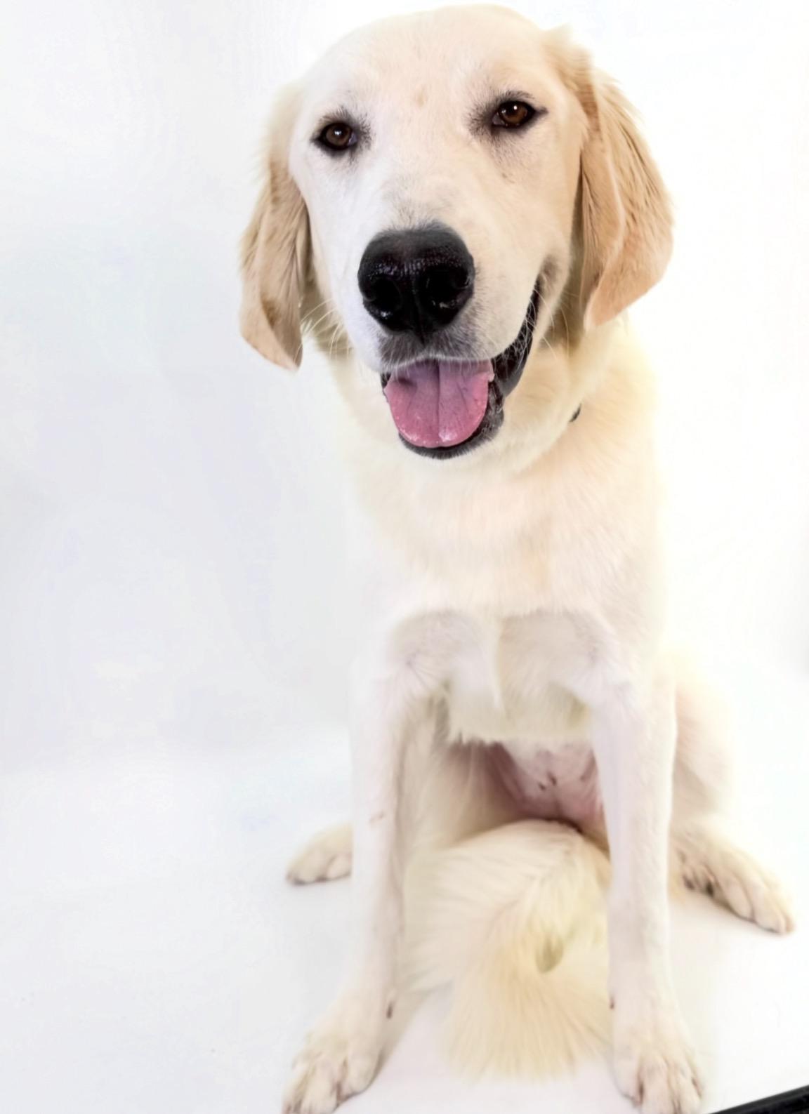 Enlarge Goldie, a Adoptable Great Pyrenees in Scottsdale, AZ image 3/4