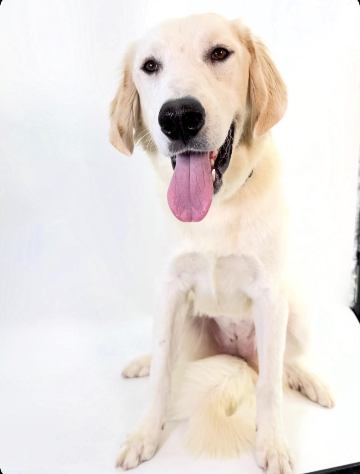 Enlarge Goldie, a Adoptable Great Pyrenees in Scottsdale, AZ image 2/4
