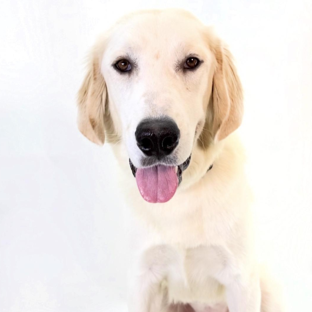 Goldie, Adoptable, Young Female Great Pyrenees.