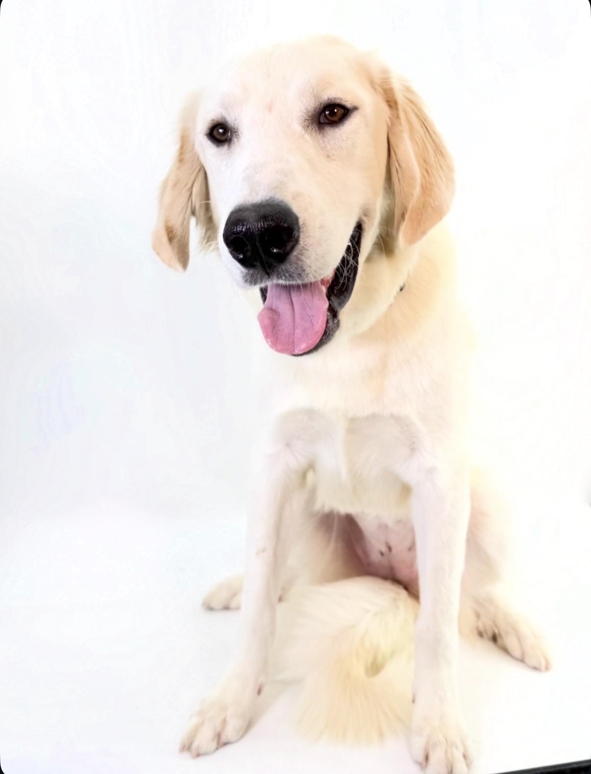 Enlarge Goldie, a Adoptable Great Pyrenees in Scottsdale, AZ image 4/4