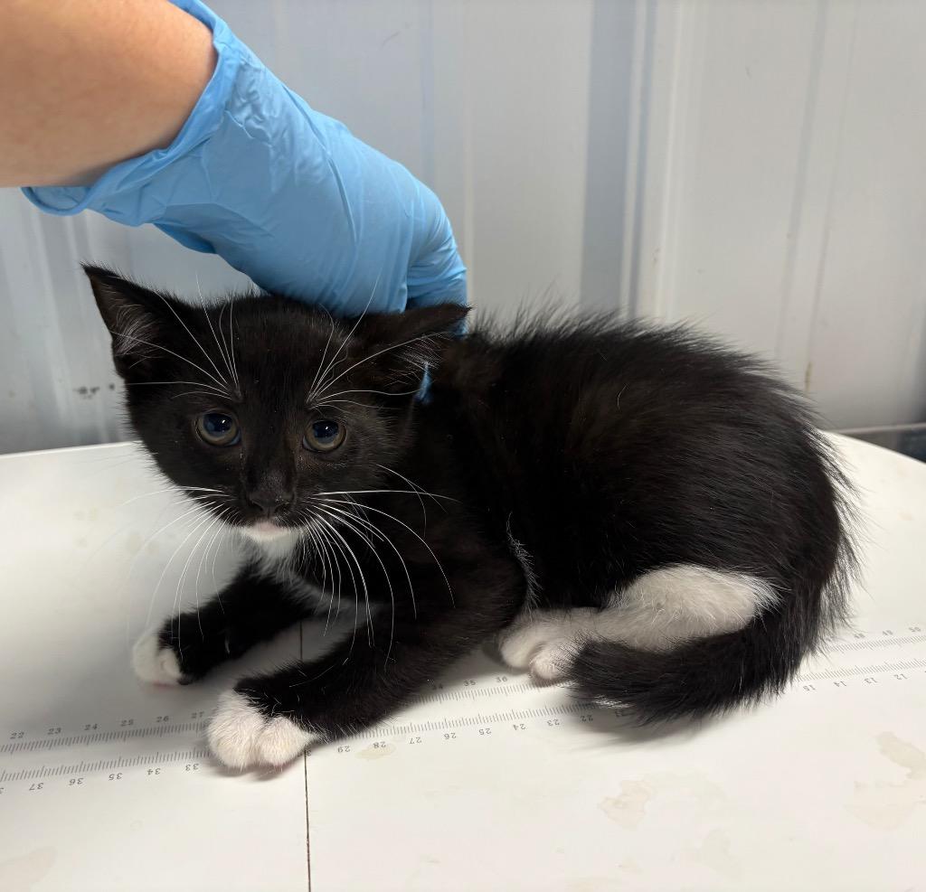 Pineapple, Adoptable, Young Male Domestic Short Hair.