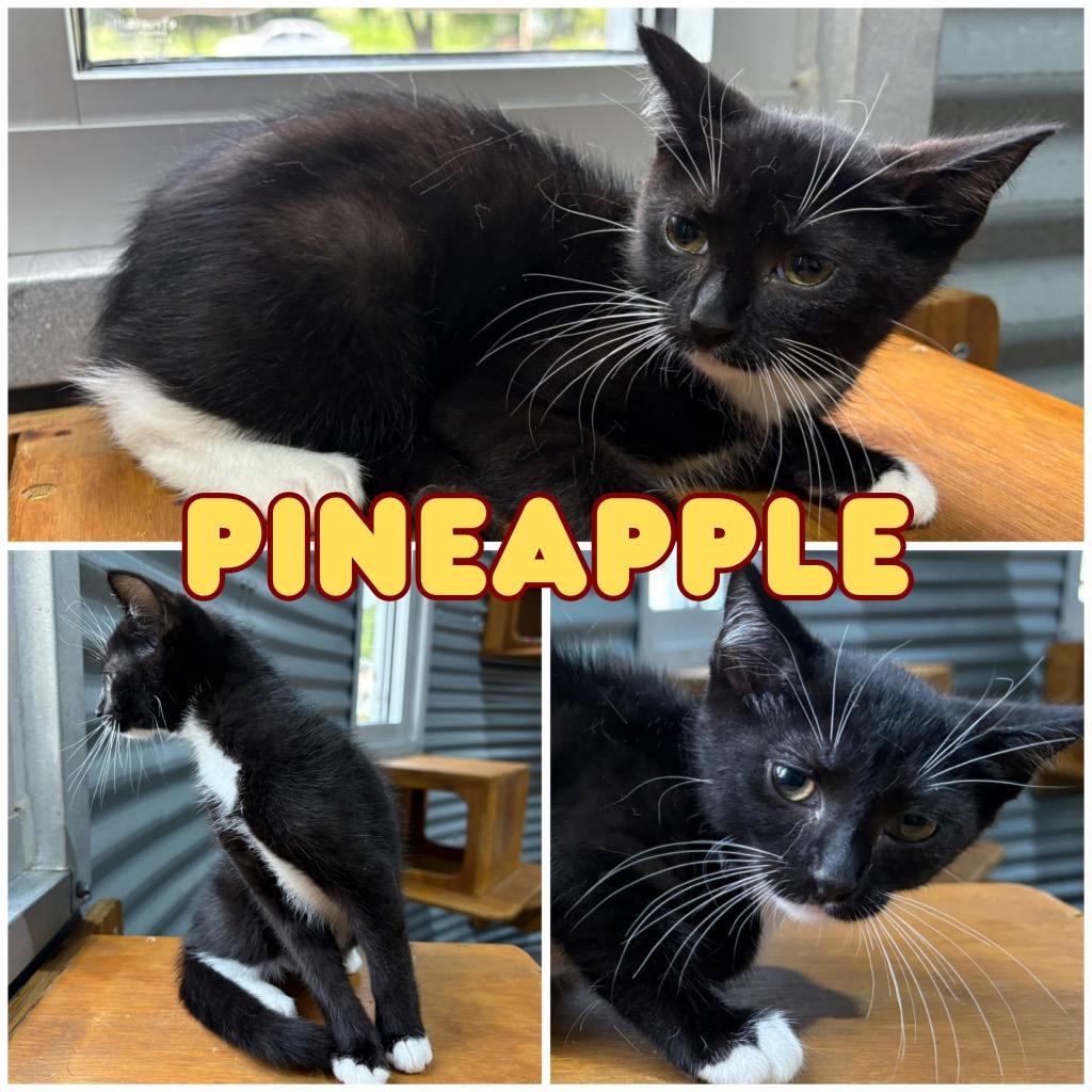 Enlarge Pineapple, a Adoptable mixed breed in Pierceton, IN image 2/2