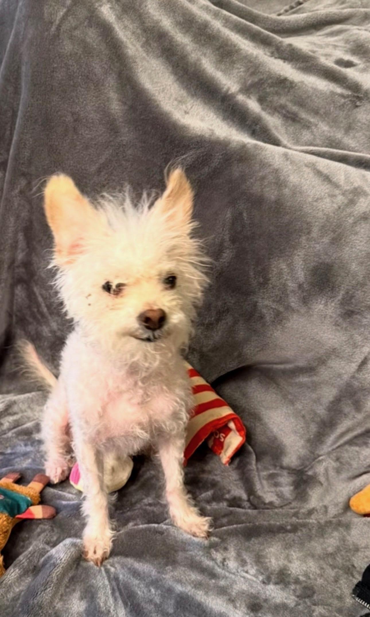 Donatella, ADOPTABLE, Senior Female Terrier.