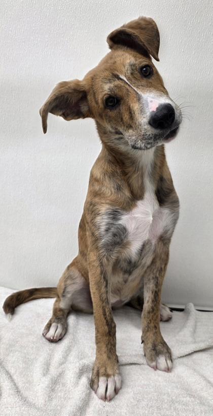 Marty, Adoptable, Young Female Shepherd & Pit Bull Terrier.