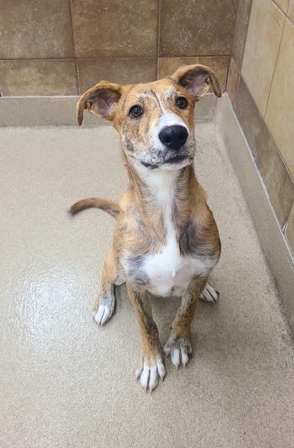 Marty, a Adoptable mixed breed in Phoenix, AZ image 2/2