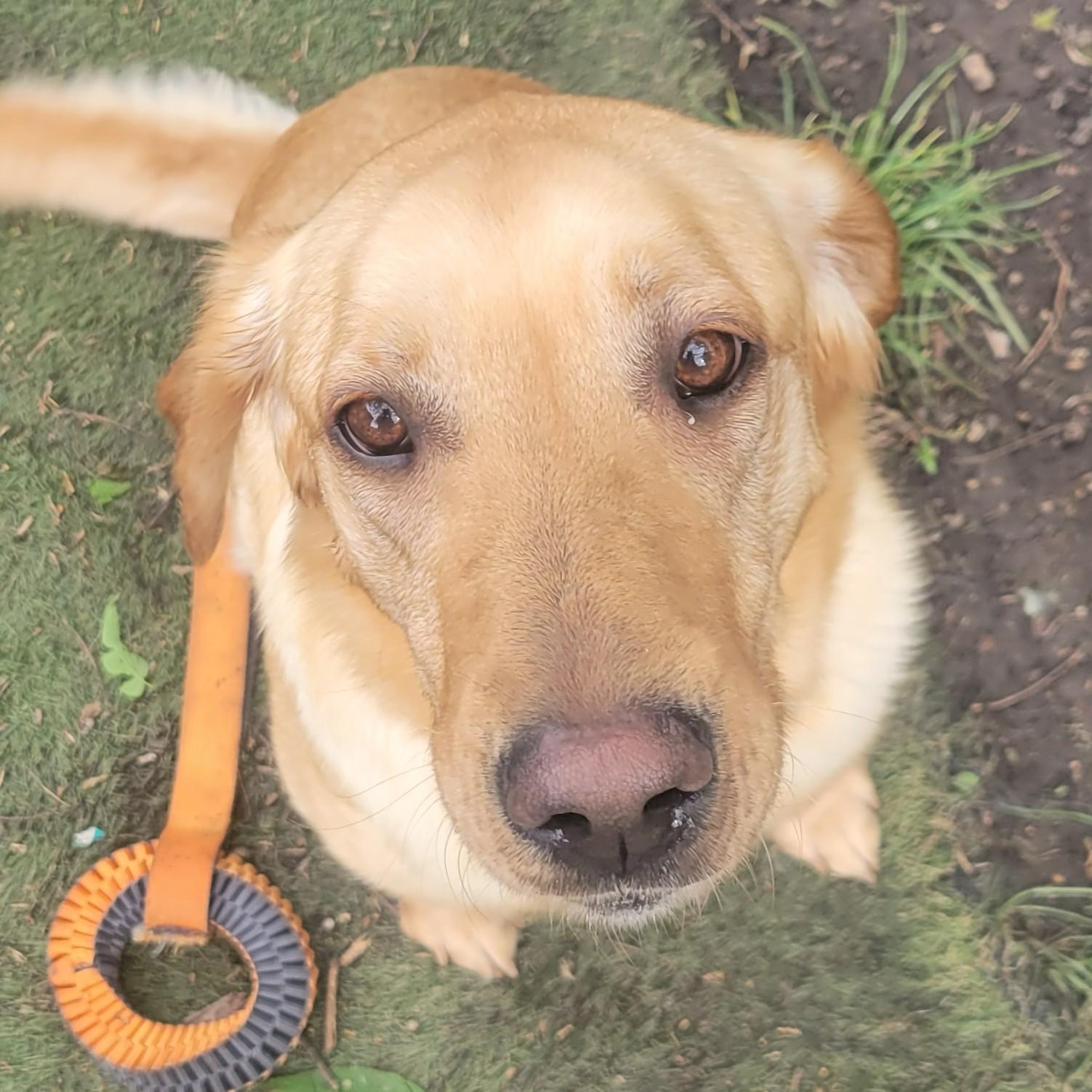 Ash, an adopted mixed breed in Normal, IL image 3/6