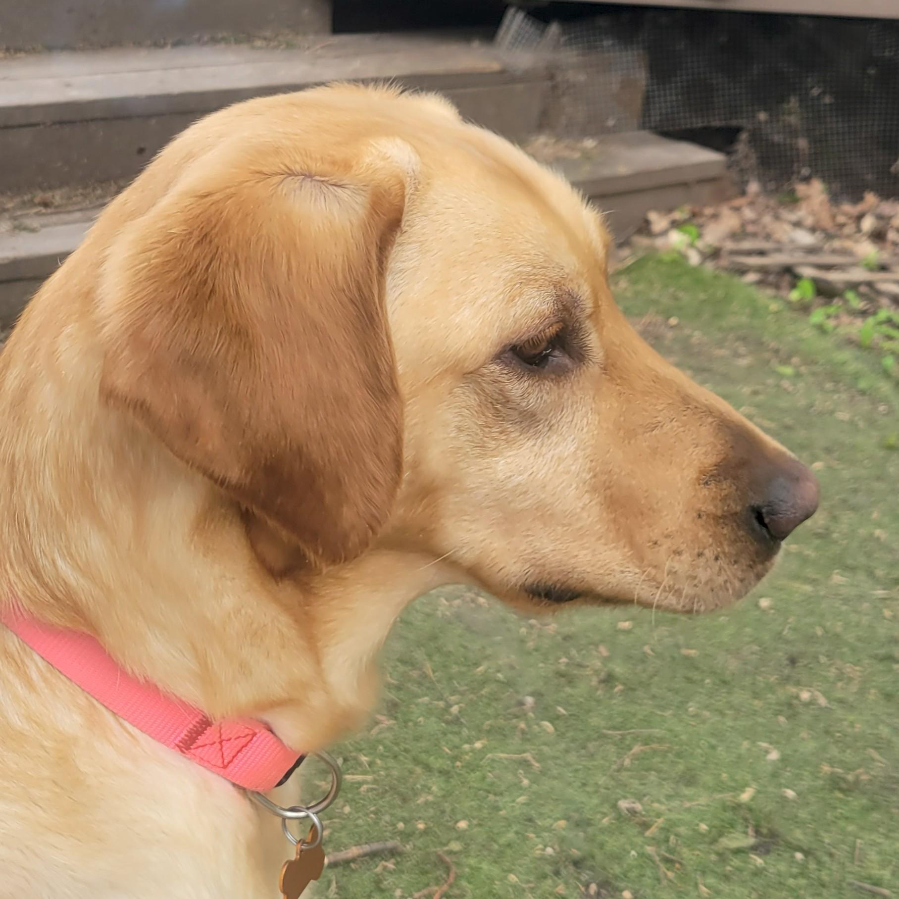 Ash, an adopted mixed breed in Normal, IL image 4/6