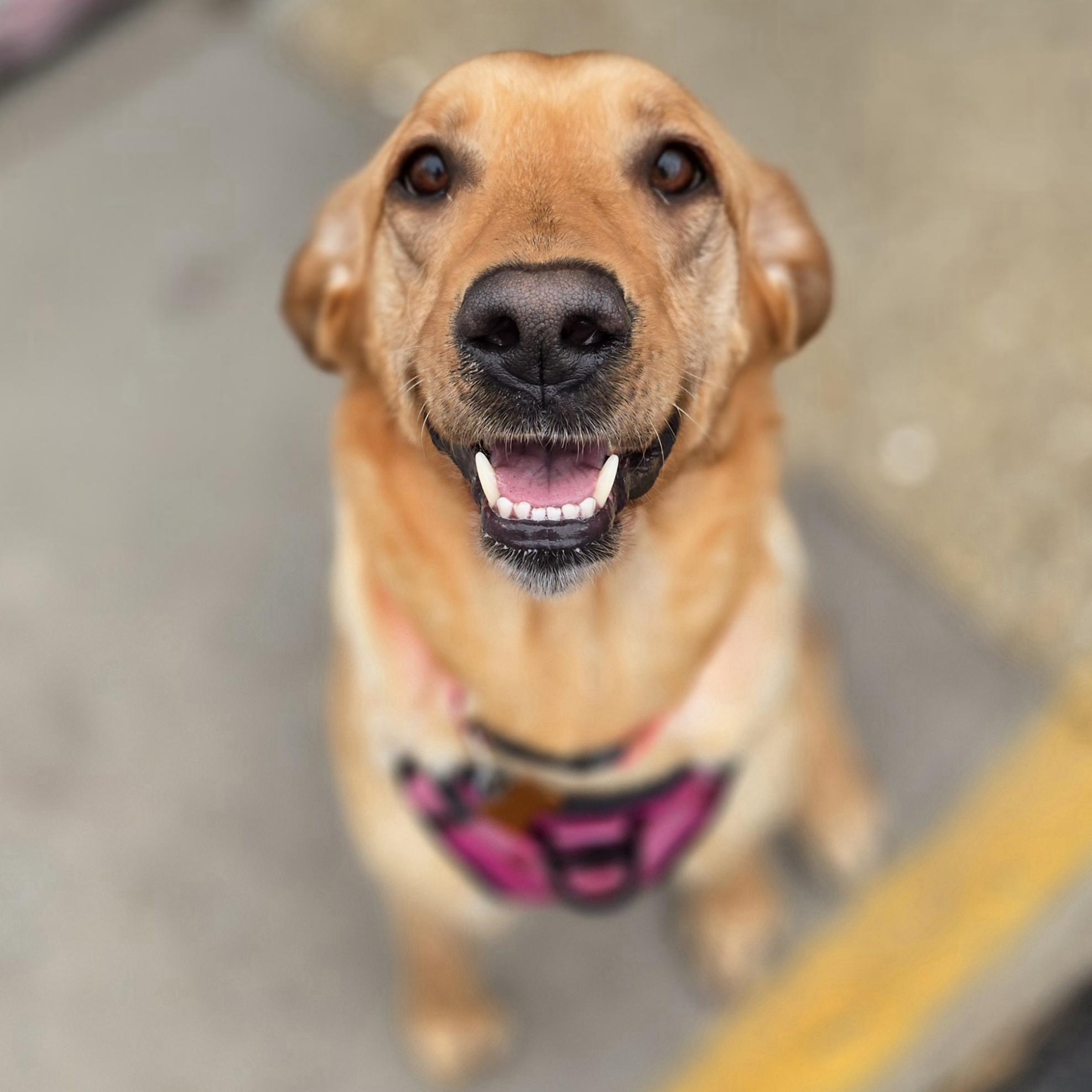 Ash, an adopted mixed breed in Normal, IL image 2/6