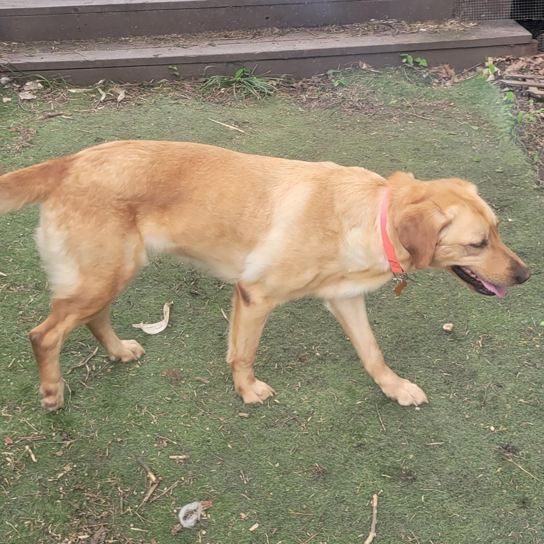 Ash, an adopted mixed breed in Normal, IL image 5/6