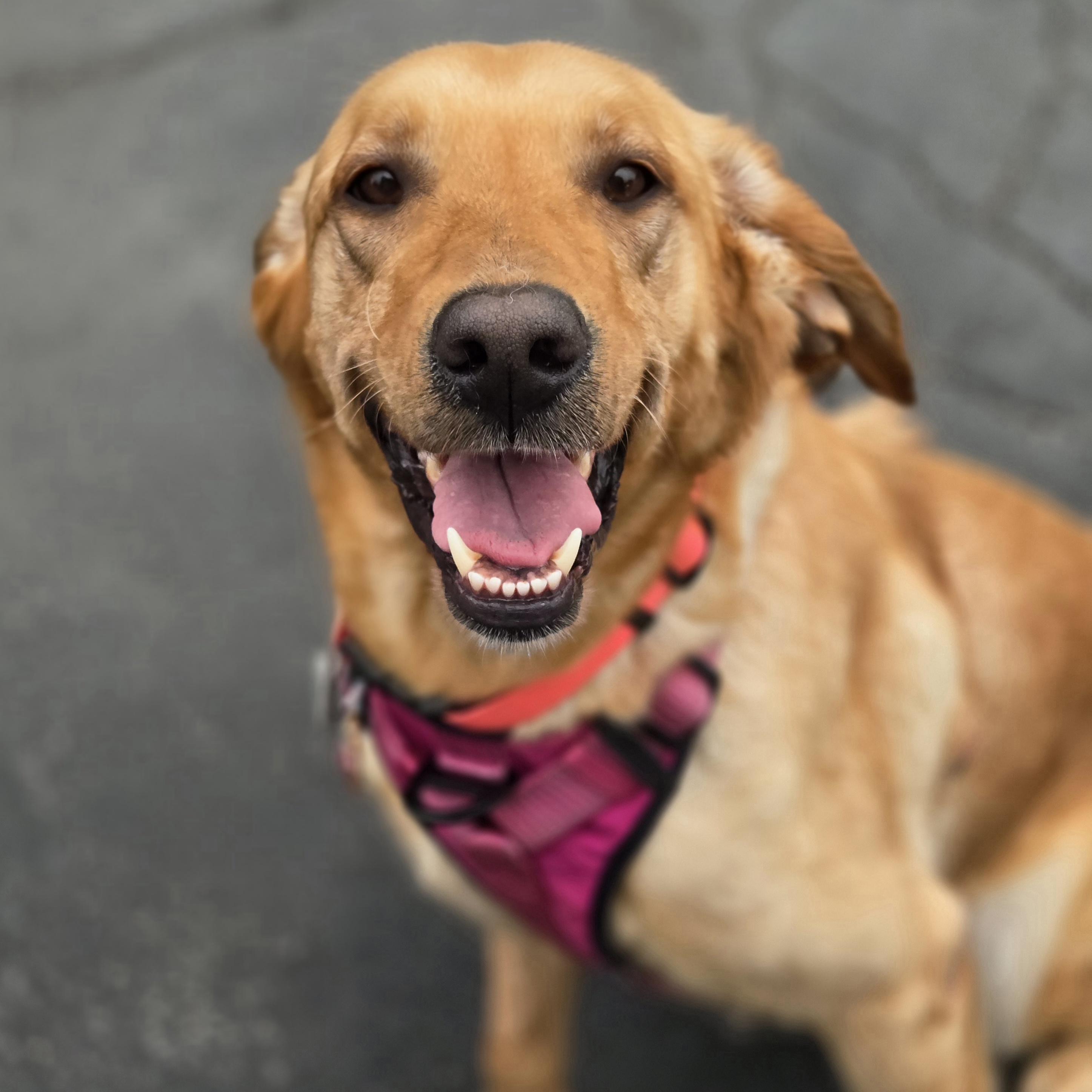 Ash, adopted, Adult Female Labrador Retriever.