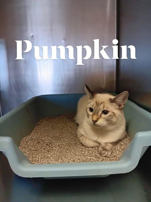 Pumpkin, Adoptable, Young Male Siamese.