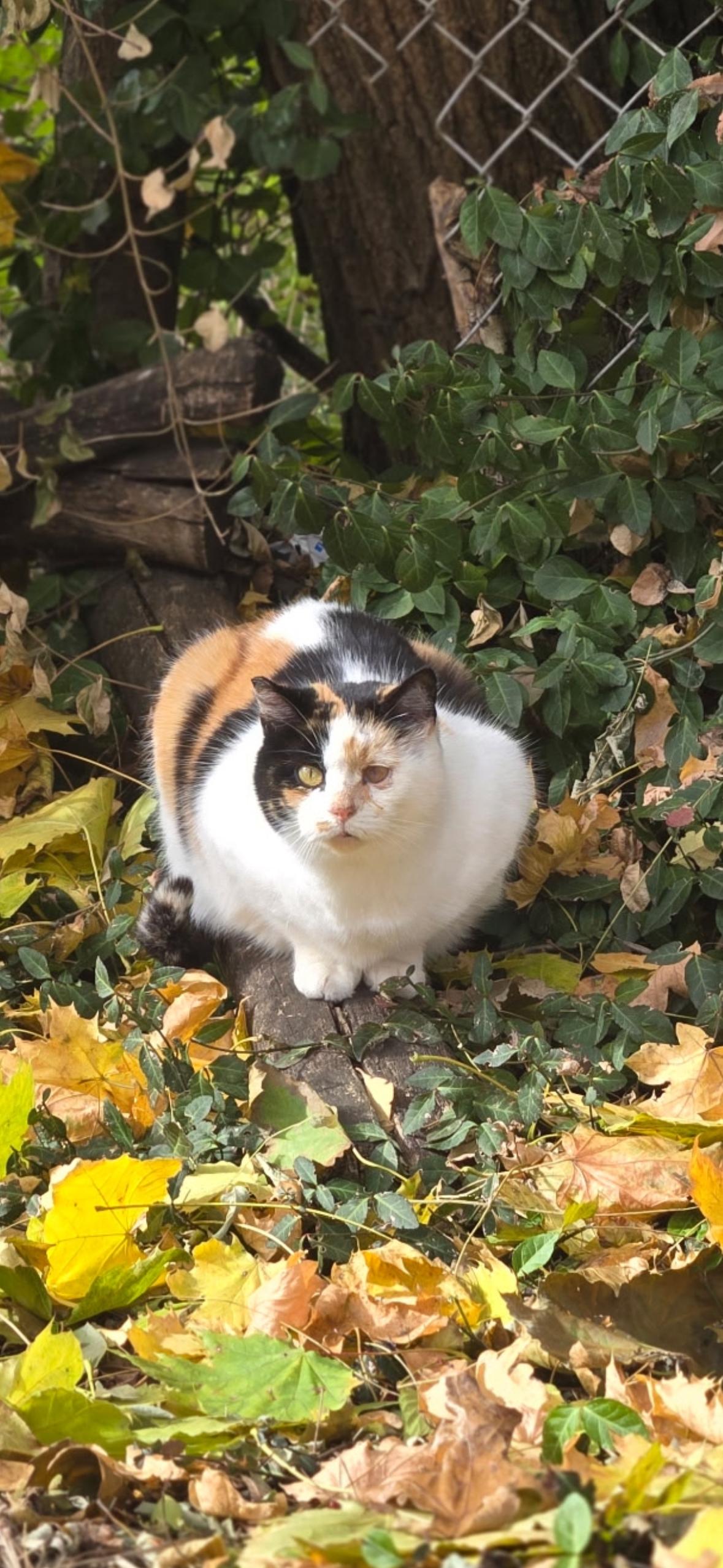 Patches, Adoptable, Adult Female Domestic Short Hair.