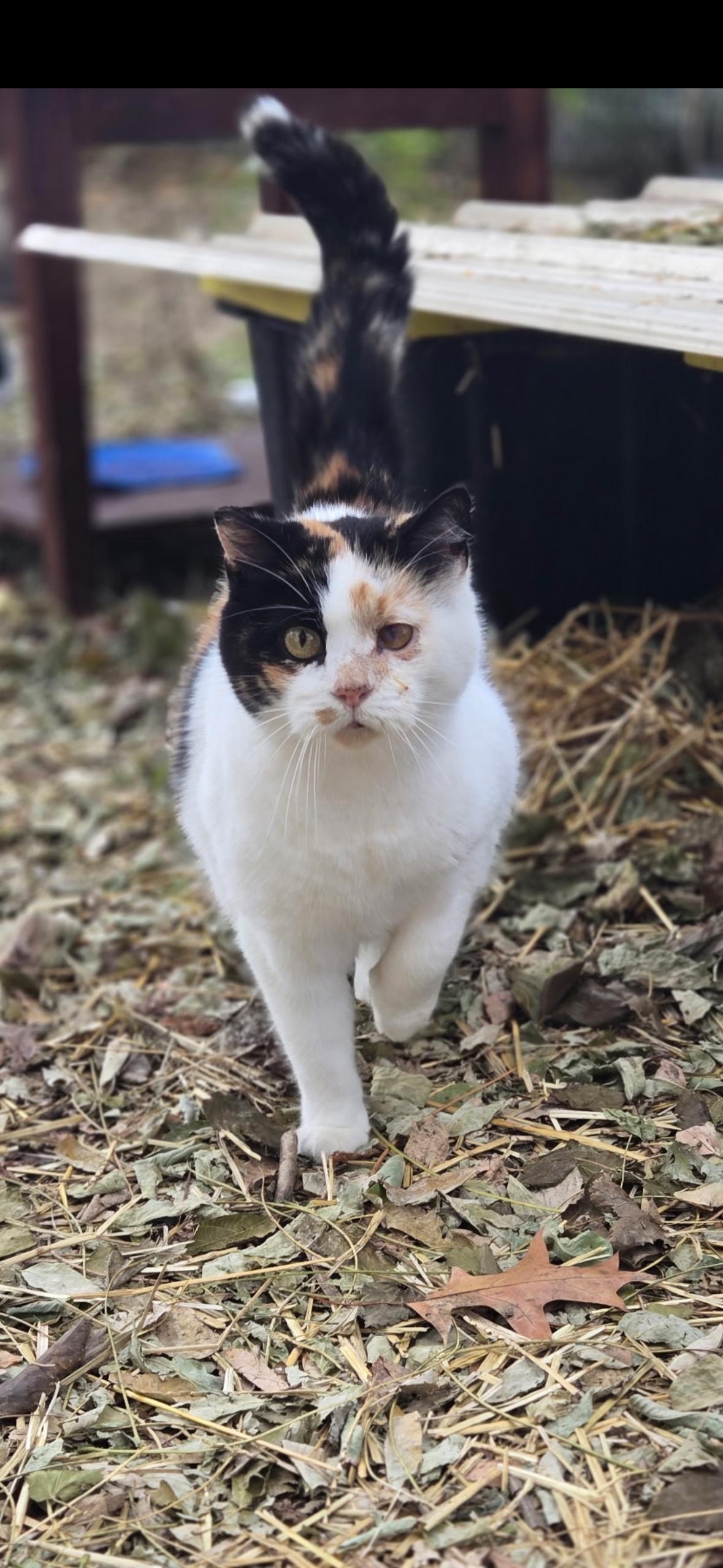 Enlarge Patches, a Adoptable Domestic Short Hair in Copley, OH image 2/5