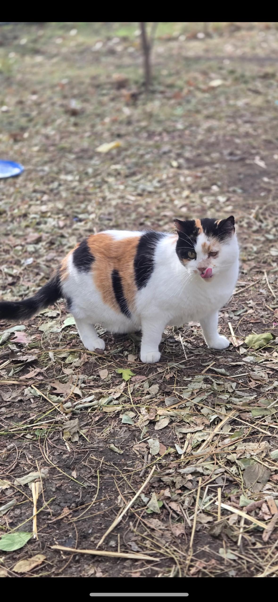 Enlarge Patches, a Adoptable Domestic Short Hair in Copley, OH image 3/5