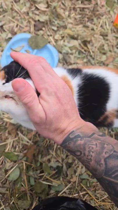 Enlarge Patches, a Adoptable Domestic Short Hair in Copley, OH video 5/5