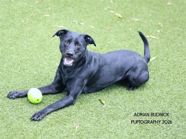 Kpop, an adoptable Mixed Breed in Nashville, TN image 1/2