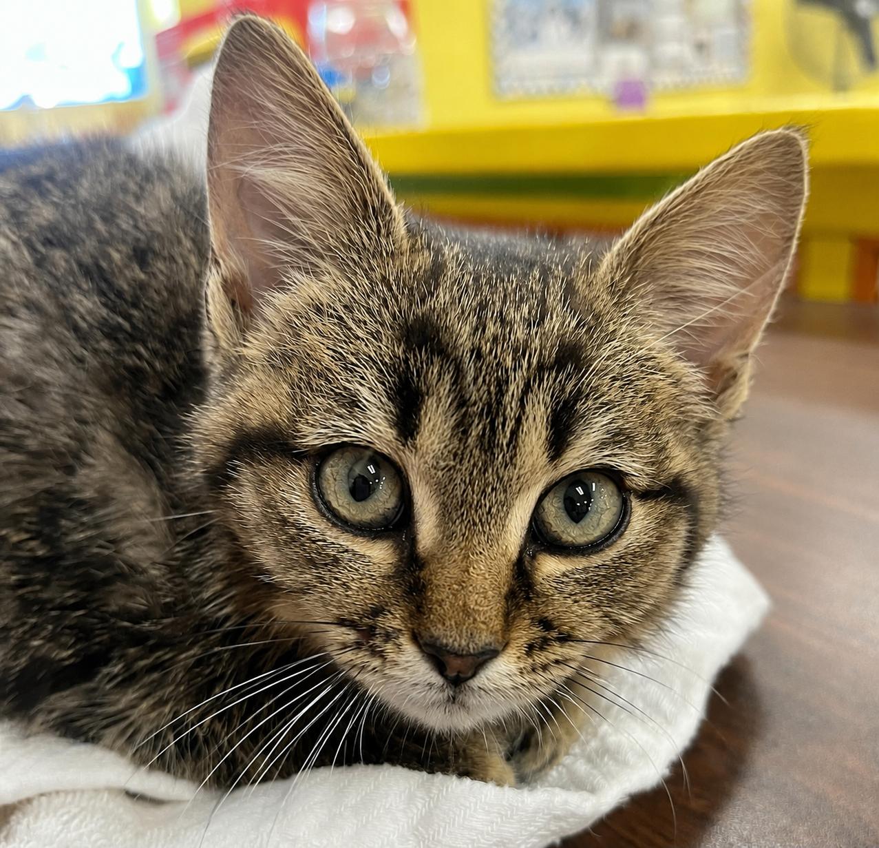 Enlarge Tayzee, a Adoptable mixed breed in Hillsboro, TX image 4/6