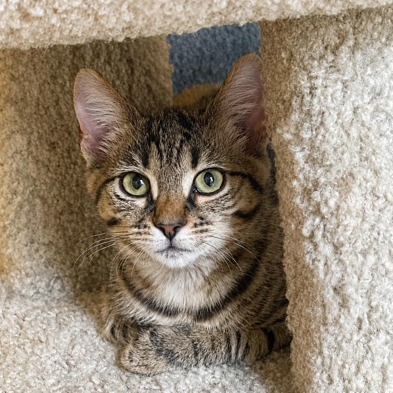 Enlarge Tayzee, a Adoptable mixed breed in Hillsboro, TX image 2/6