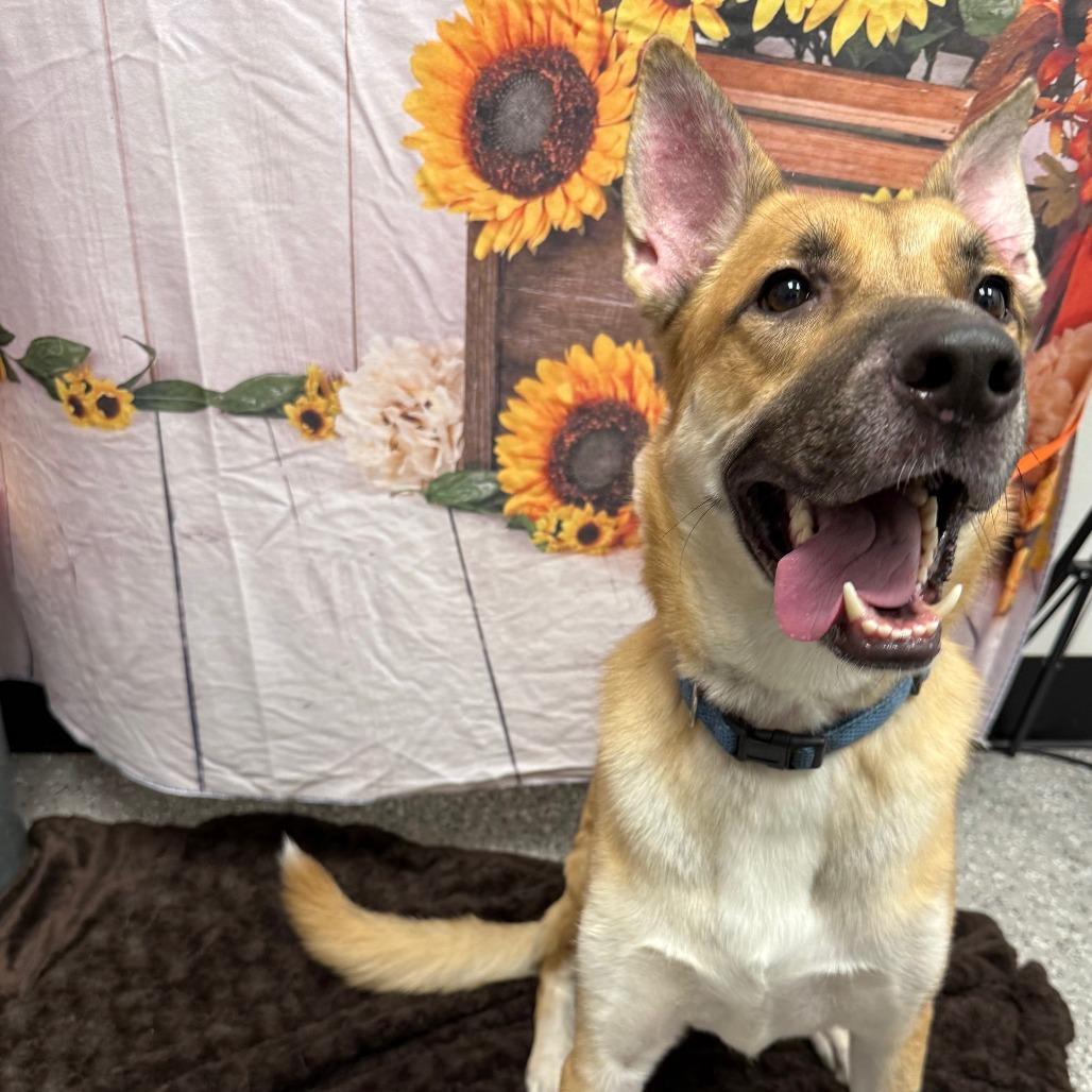 Guinness, a Adoptable Shepherd in Henderson, NV image 1/3